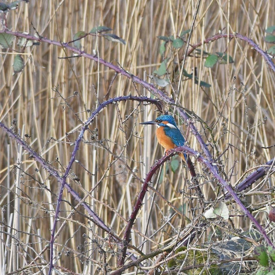 ijsvogel - Vogels - Ijsvogel