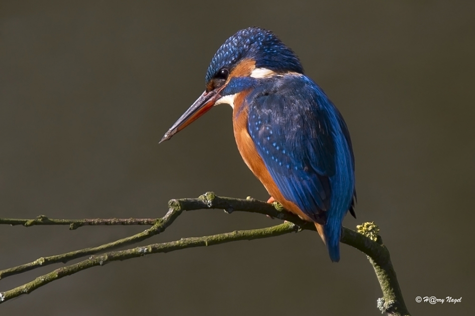 IJsvogel - Vogels - IJsvogel