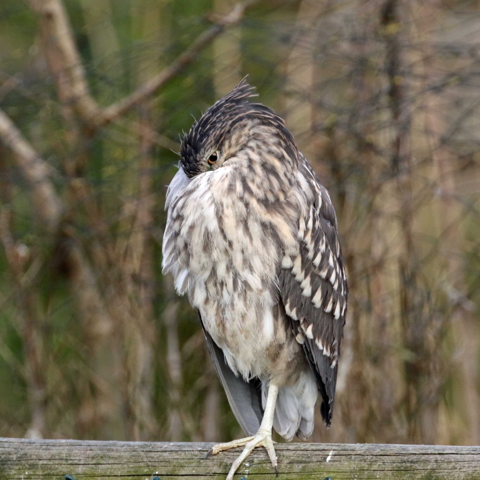 Ik ben er niet - Vogels - 