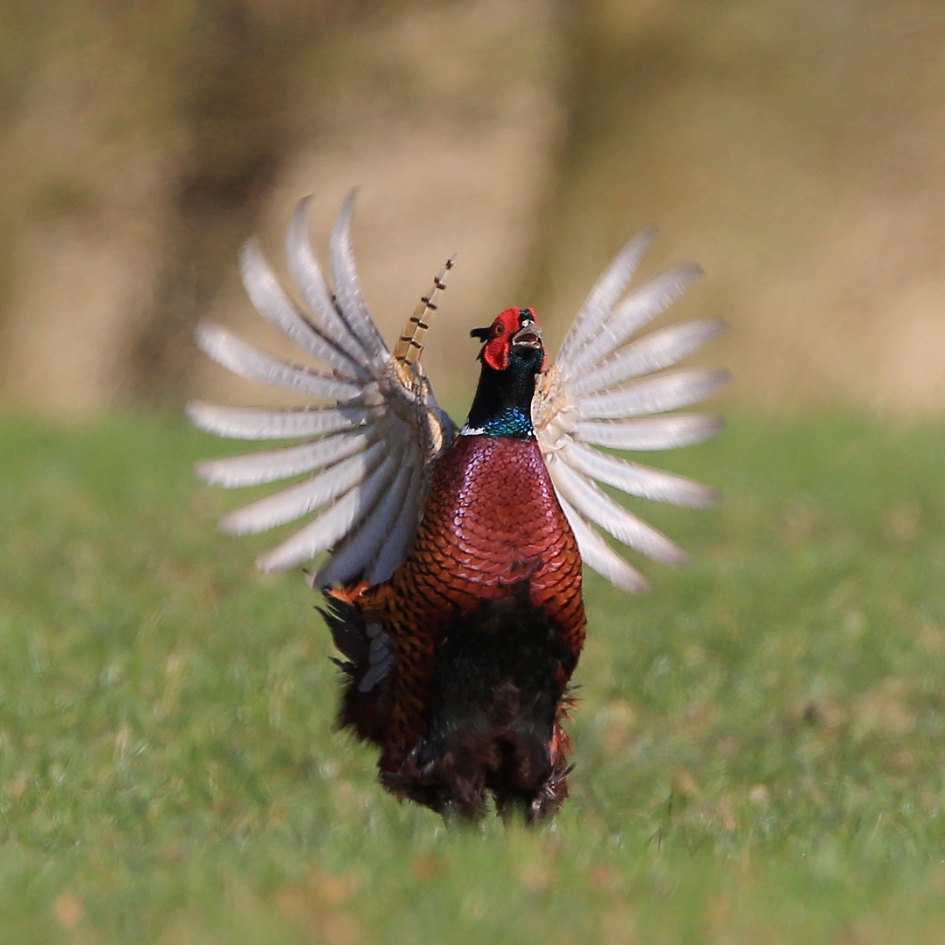 Ik ben hi-ier ... ! - Vogels - Fazant