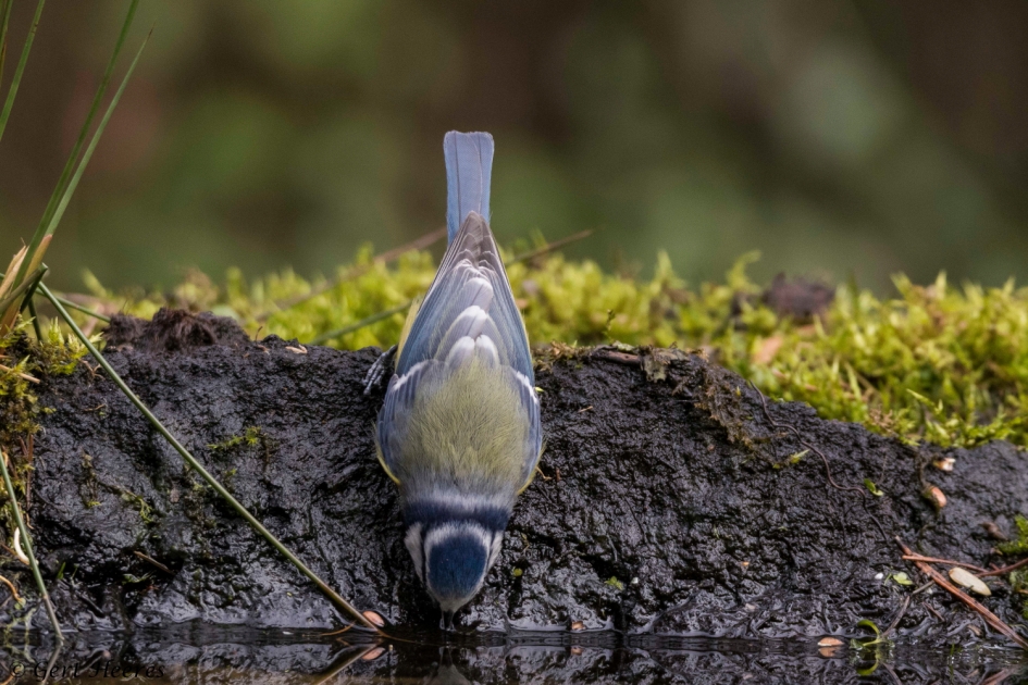 Ik durf wel hoor - Vogels - Pimpelmees