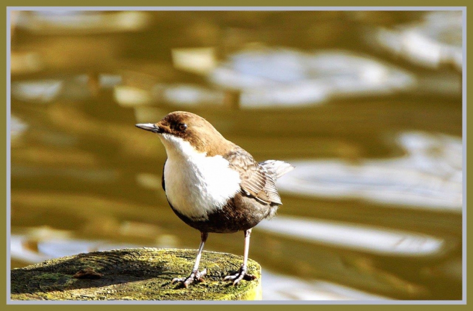 Ik kon het nog niet laten - Vogels - Zwartbuikwaterspreeuw