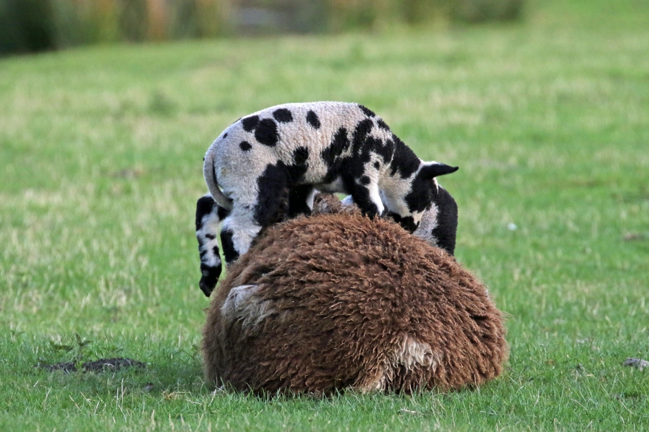 Ik wil drinken (2) - Zoogdieren - 