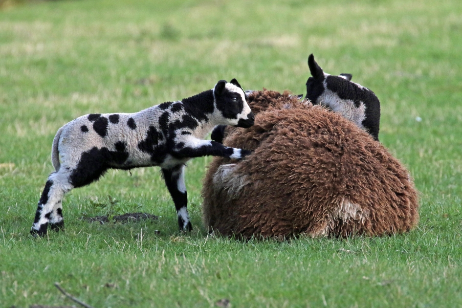 Ik wil drinken! - Zoogdieren - 