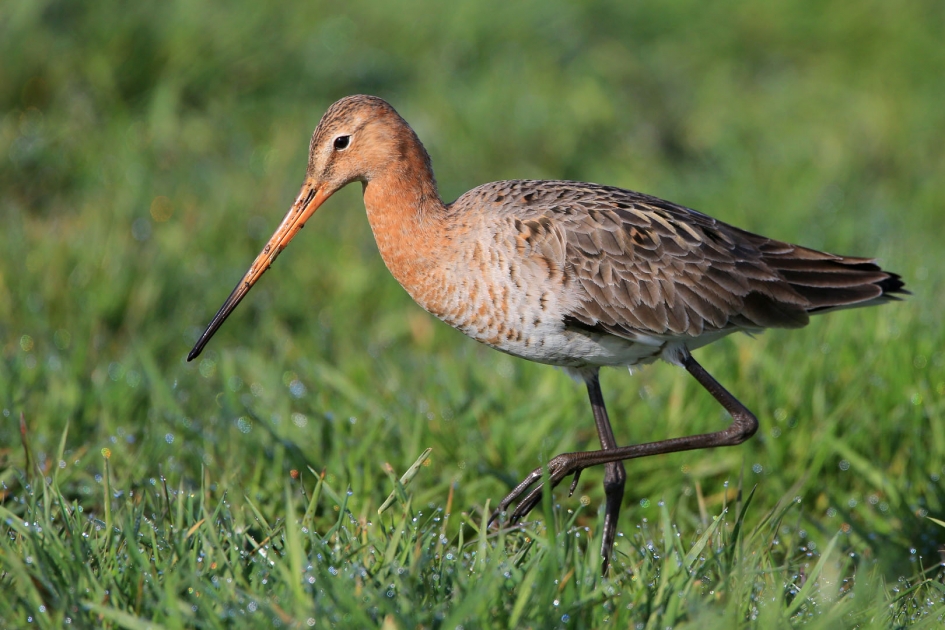 In grazige weiden ... - Vogels - Grutto