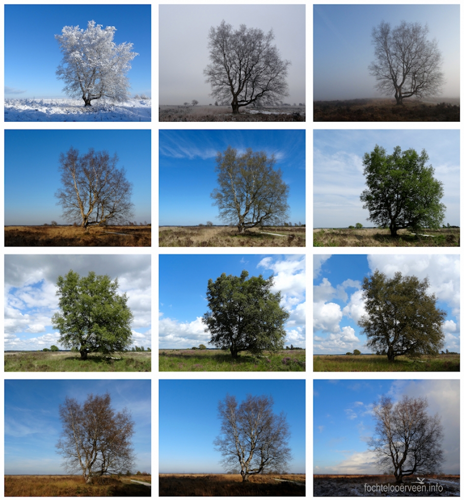 In het kader van: Kiek een boom - Planten - Berk