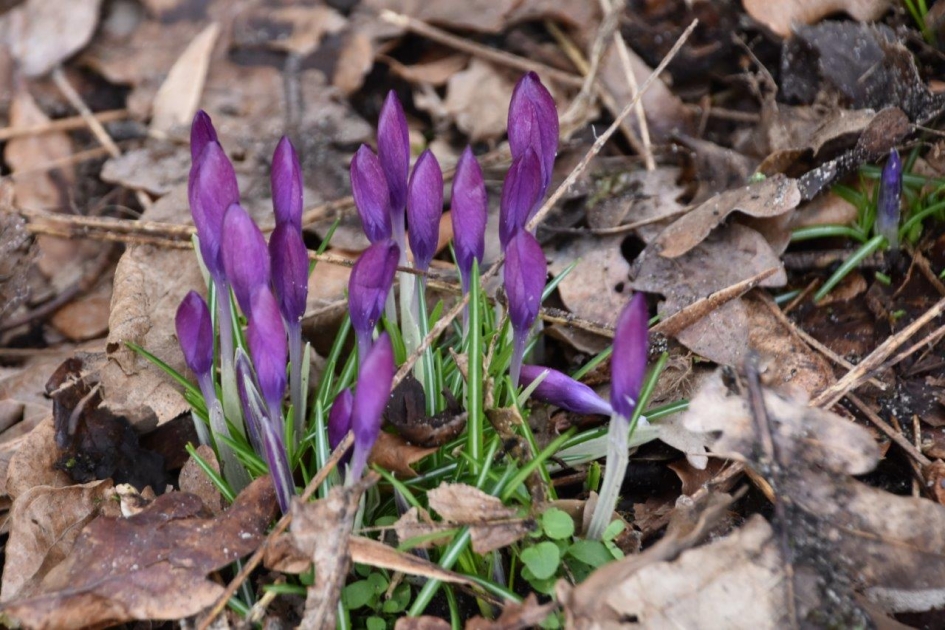 Krokussen in de knop - Planten - 