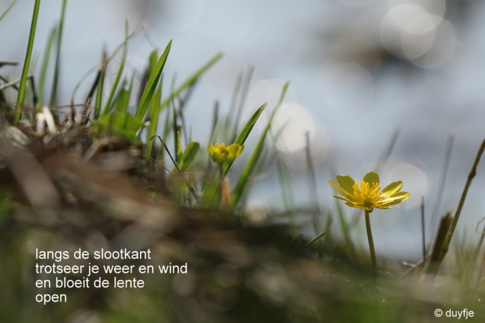 in weer en wind - Planten - Speenkruid