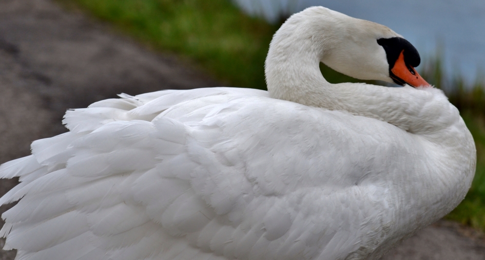 Indruk maken - Vogels - Knobbelzwaan