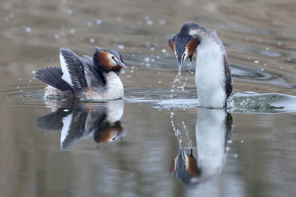 Indrukwekkend ... - Vogels - Fuut