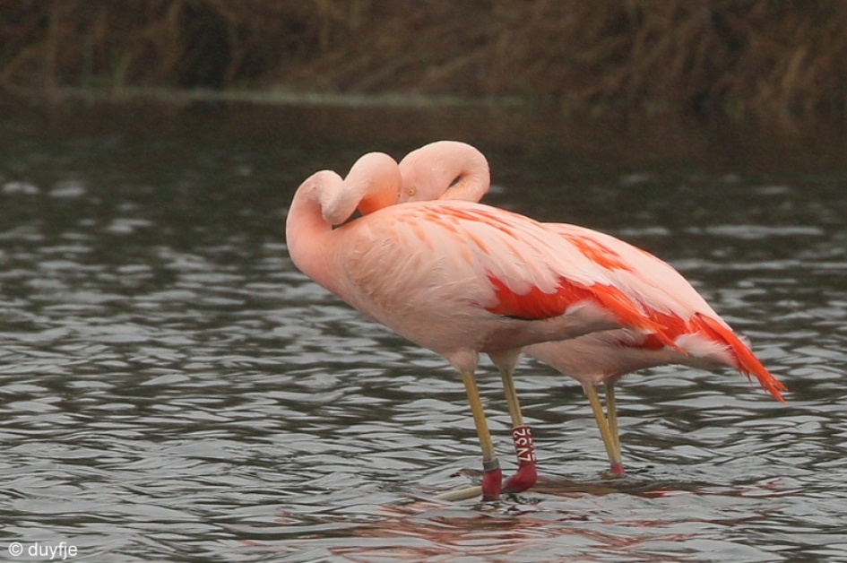 Innig - Vogels - Flamingo