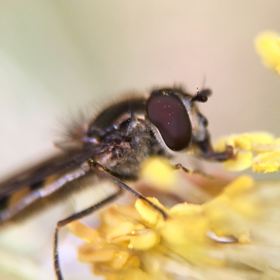 Insect - Geleedpotigen - 