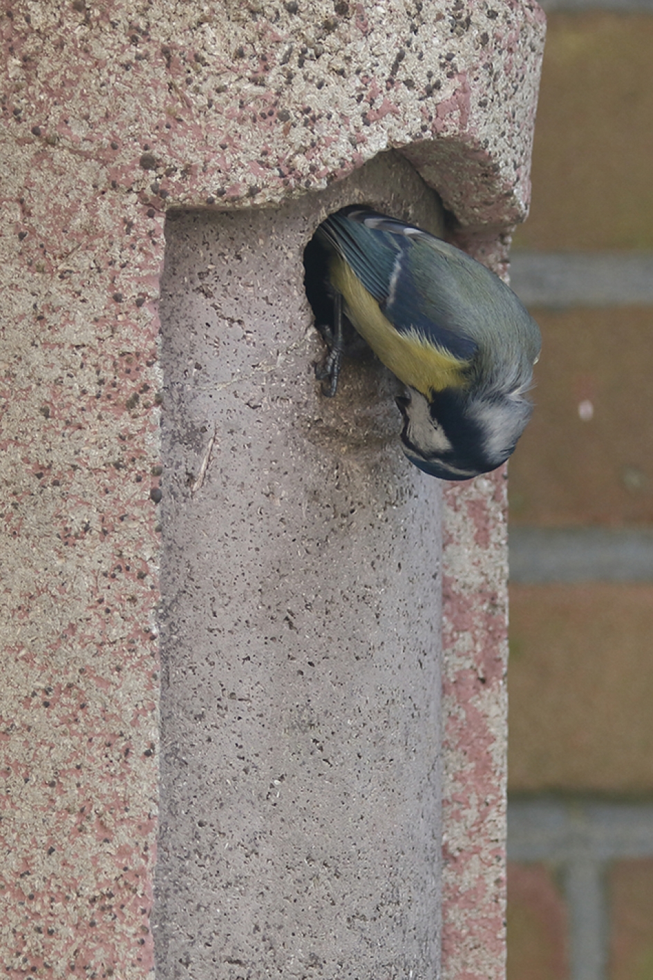 inspectie - Vogels - 