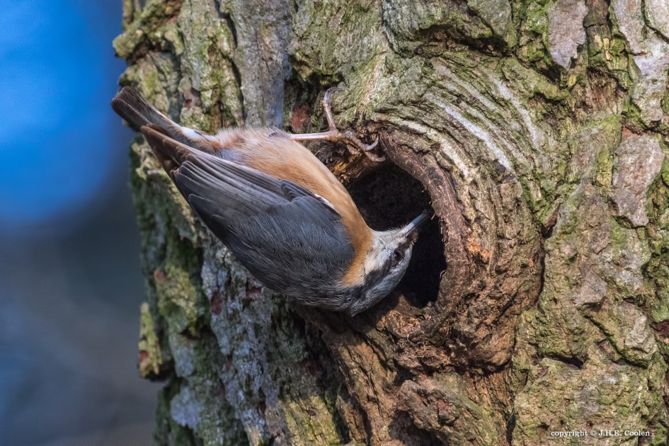 Inspectie - Vogels - Boomklever