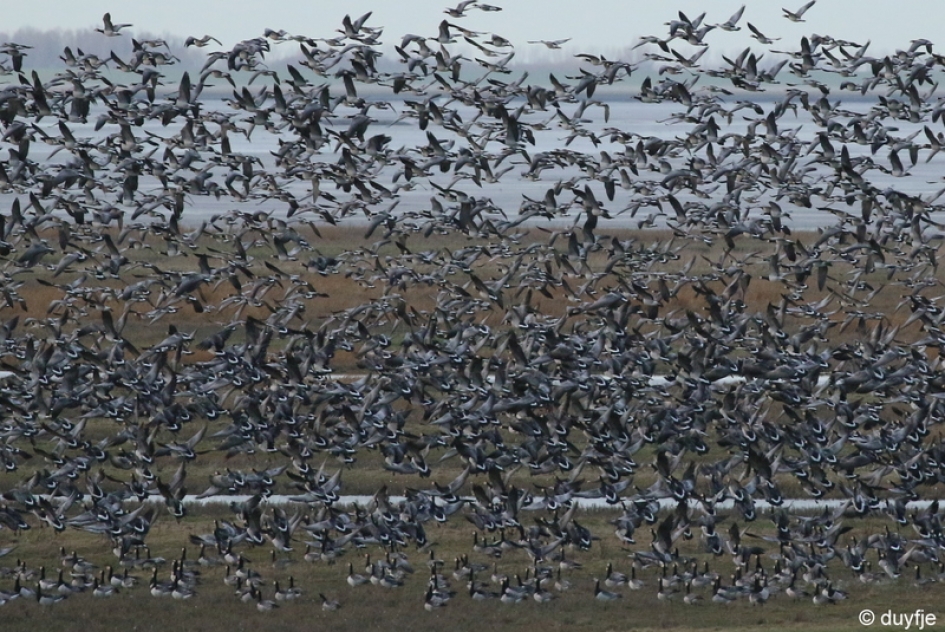 invasie - Vogels - Brandganzen