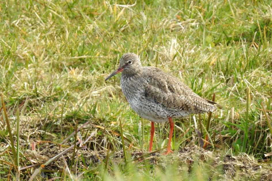 Jodelaar - Vogels - Tureluur