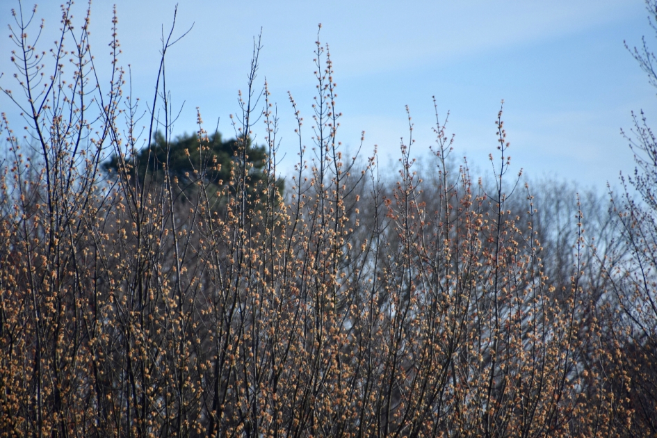 Jong blad - Planten - 