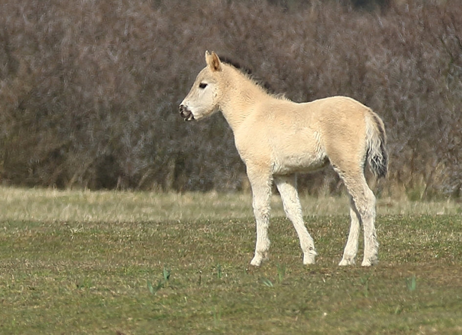 jong konikpaard - Zoogdieren - 
