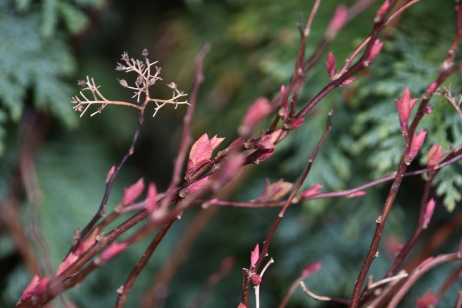 Jonge blaadjes - Planten - 