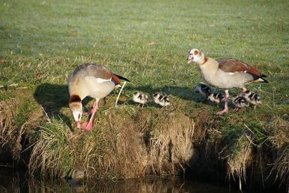 Jonge nijlgansjes (25-03-2017) - Vogels - 