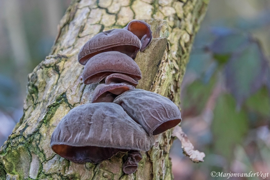 Judasoren - Schimmels - Judasoren