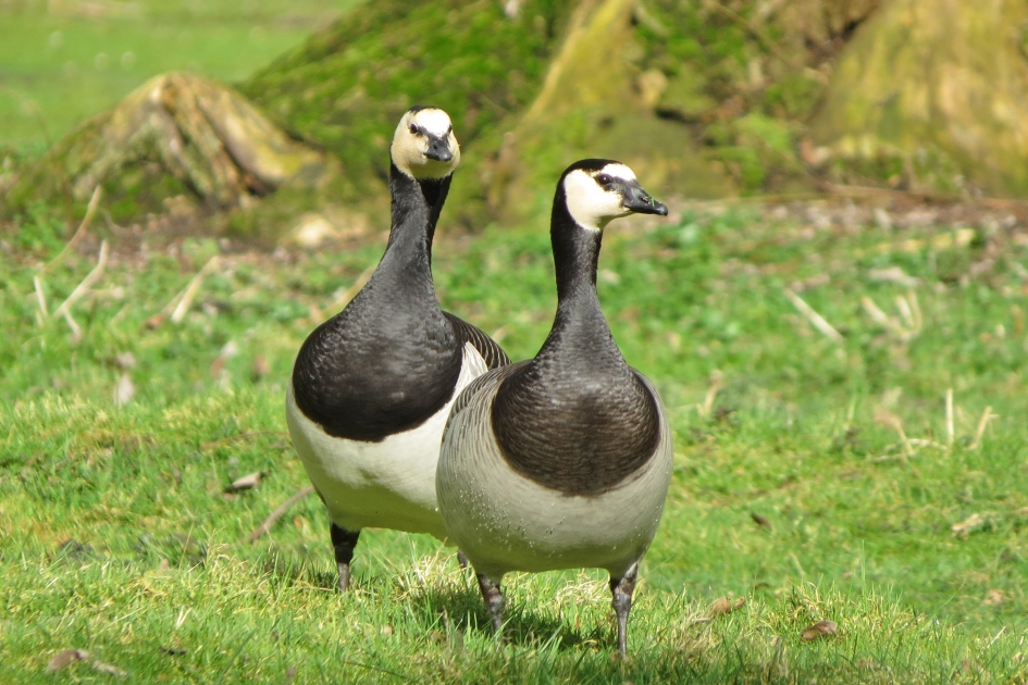 Jut en Jol - Vogels - 