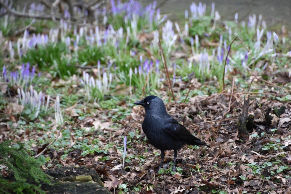 Kouw tussen de krokussen - Vogels - 