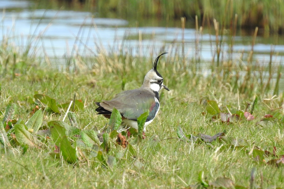 Kie-wie - Vogels - Kievit