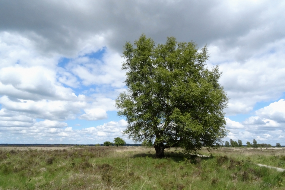 Kiek, een boom! - Planten - Berk
