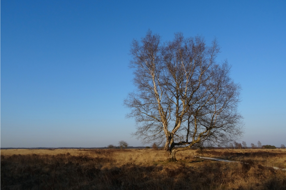 Kiek, een boom! - Planten - Berk