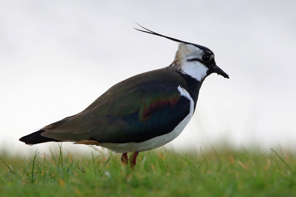 Kievit - Vogels - Kievit