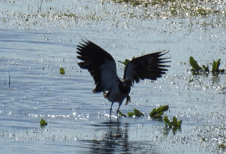 Kievit landt op het water.