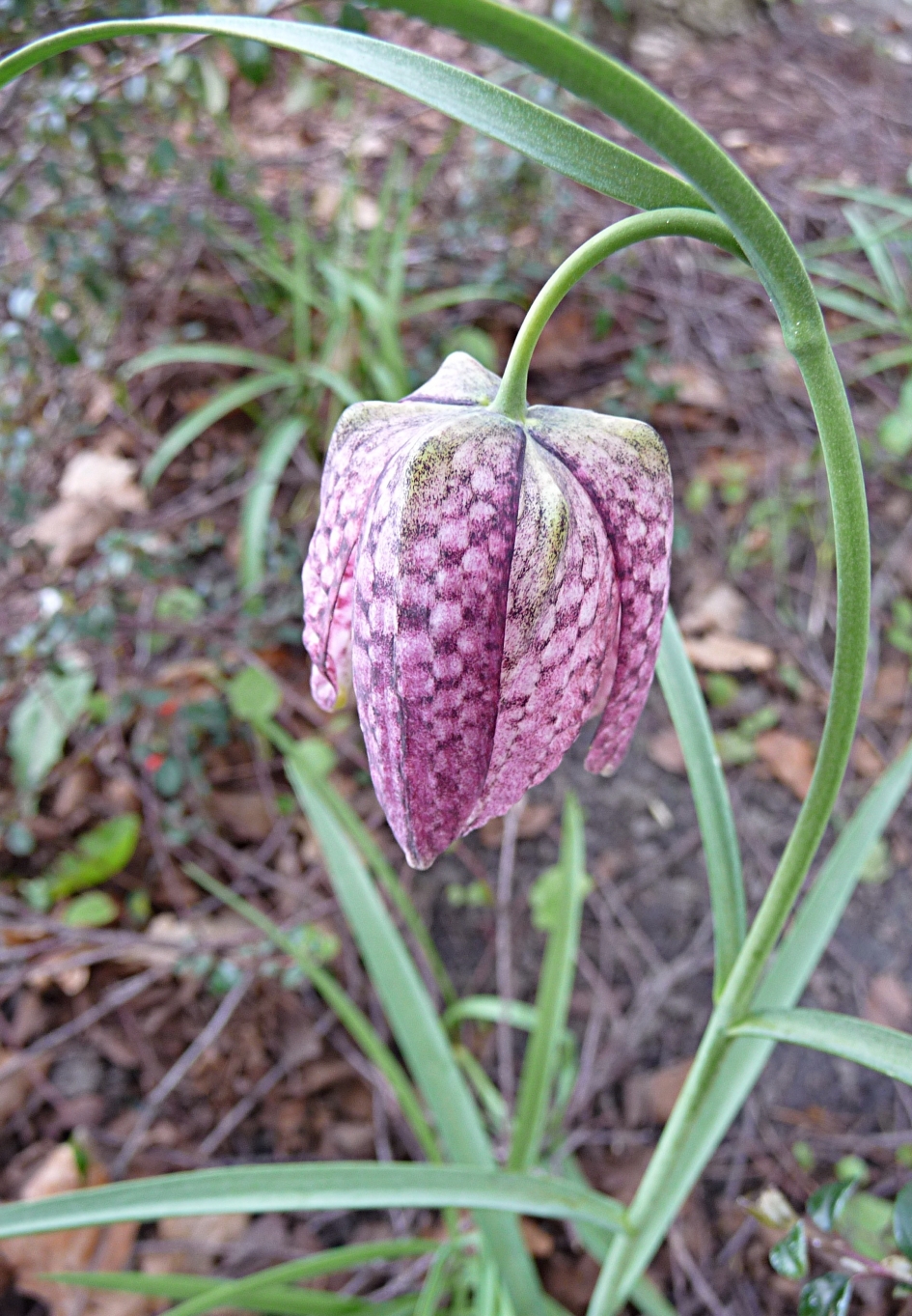 Kievitsbloem - Planten - 