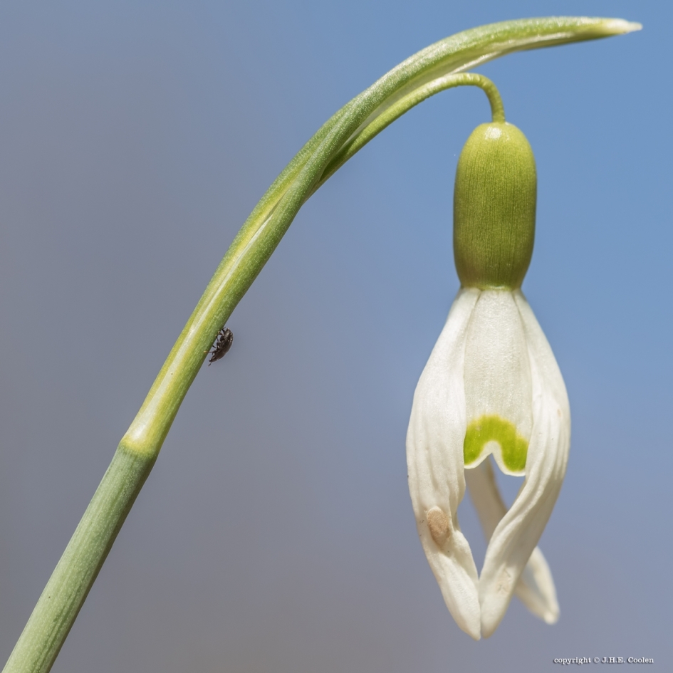Klaar... - Planten - Sneeuwklokje