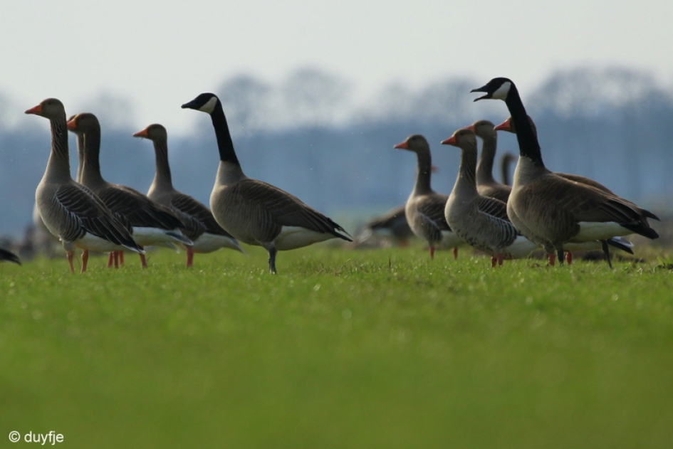Klaar voor de start? - Vogels - Canadese - en Grauwe Ganzen