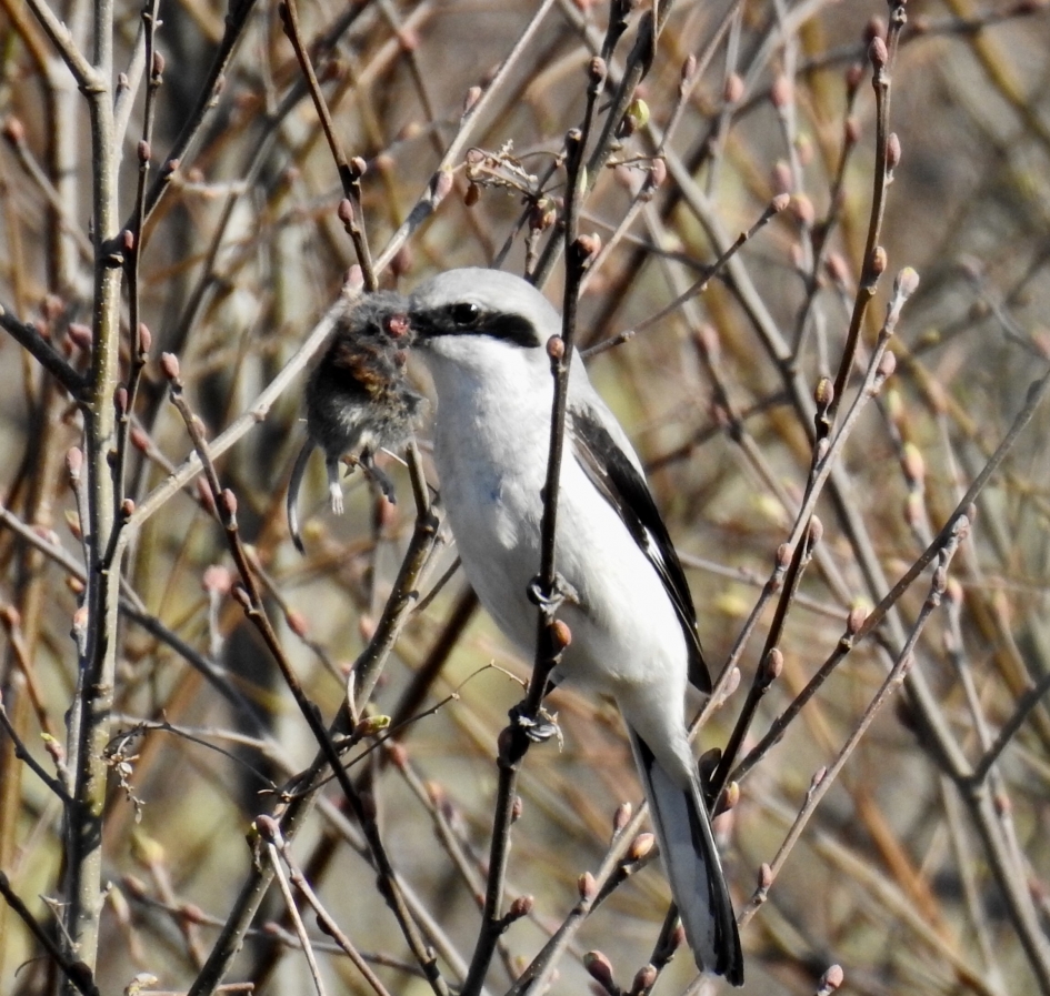 klapekster op vliegbasis gilze-rijen - Vogels - klapekster