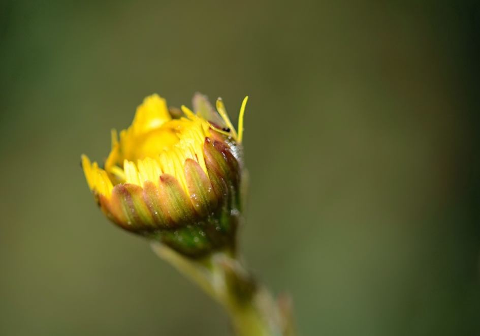 Klein Hoefblad - Planten - Klein Hoefblad