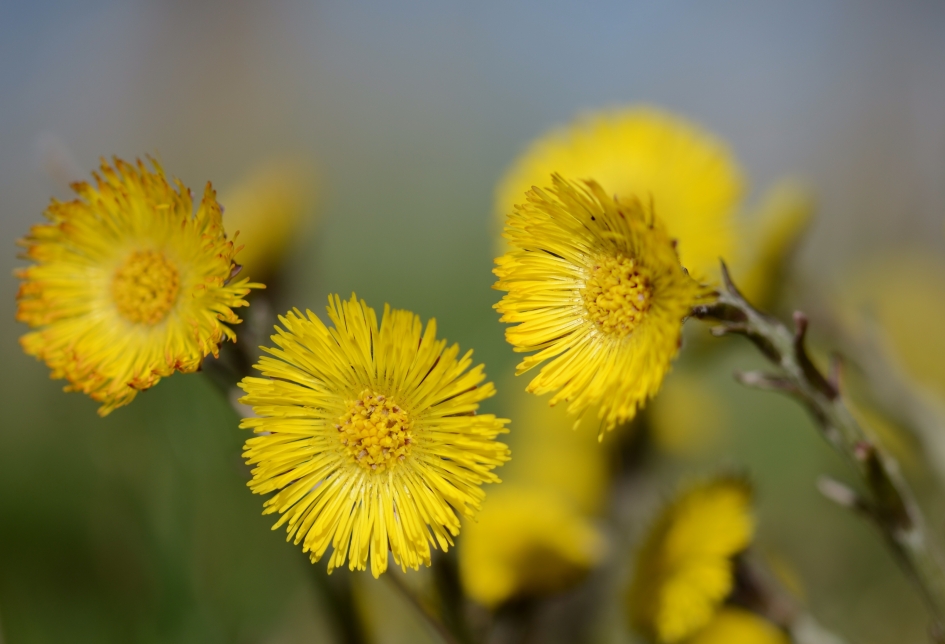 Klein Hoefblad - Planten - Klein Hoefblad