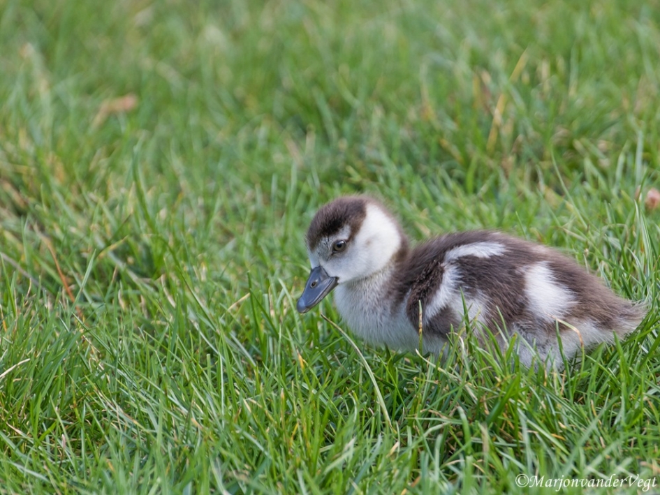 Kleine dot - Vogels - Nijlgans