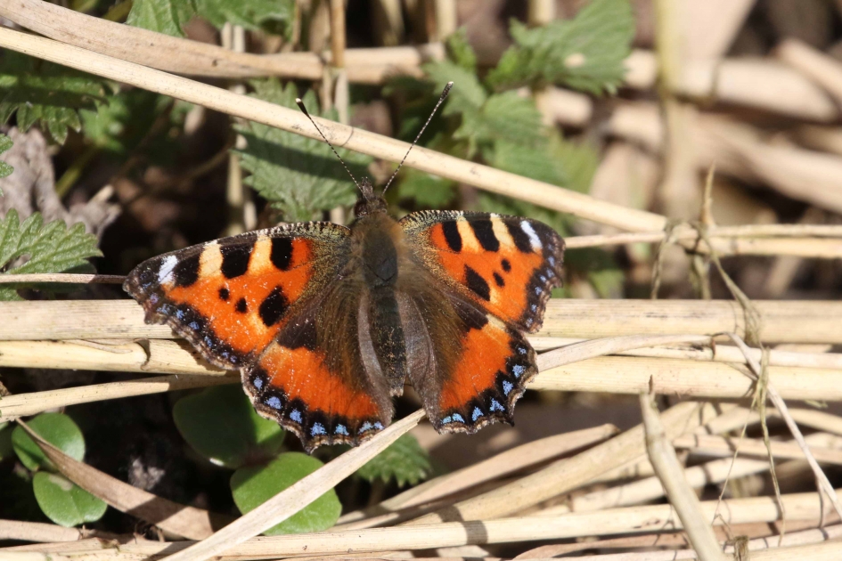 Kleine vos - Geleedpotigen - 