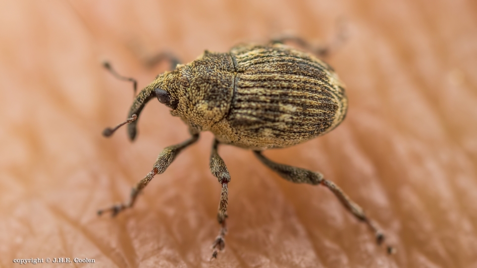 Kleintje - Geleedpotigen - Snuitkever