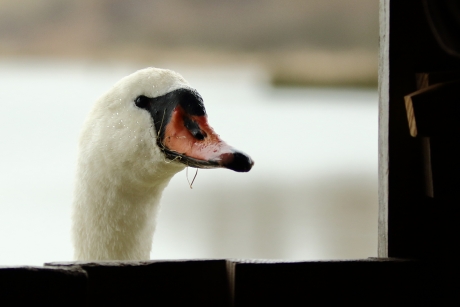 knobbelzwaan -v- neemt kijkje bij vogelkijkhut