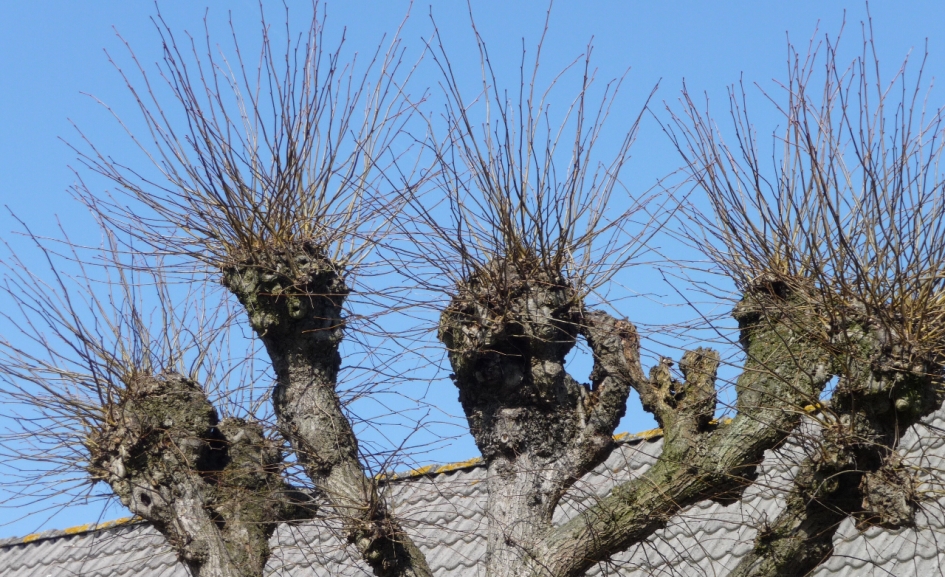 Knoestig en kaal - Planten - 