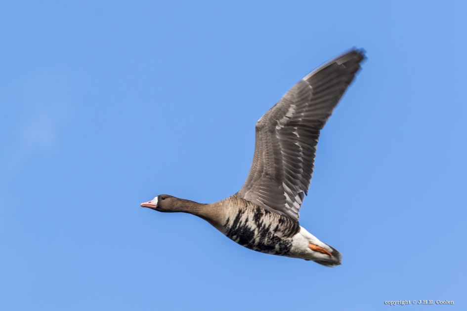 Kolgans - Vogels - Kolgans