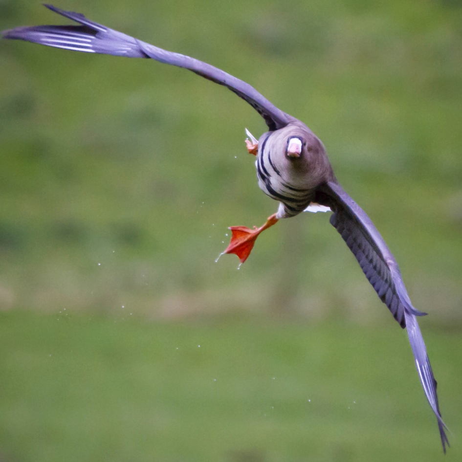 Kolgans stijgt op - Vogels - Kolgans