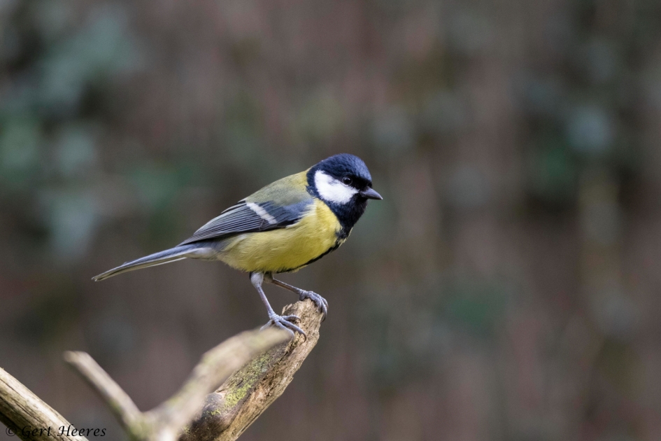 Koolmees - Vogels - Koolmees