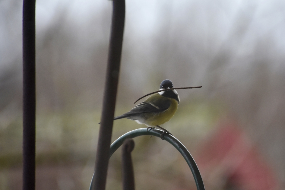 Koolmeesje - Vogels - 