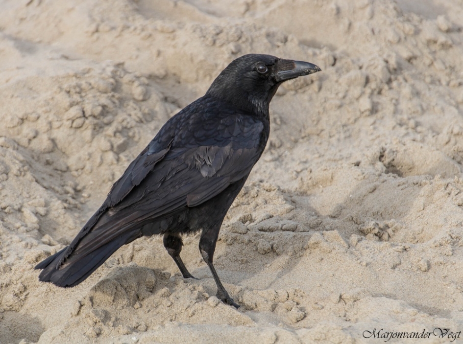 Kraai - Vogels - Kraai