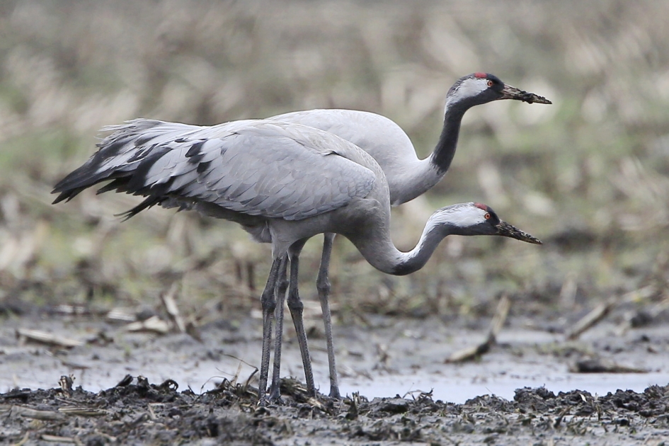 Kraan ... kleef aan ! - Vogels - Kraanvogel