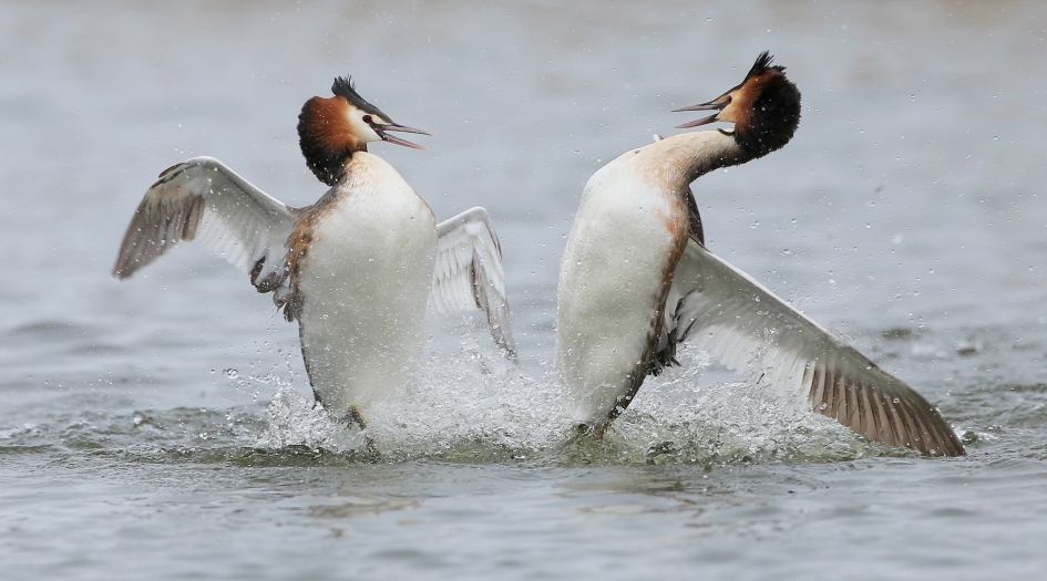 Krachtmeting - Vogels - Fuut